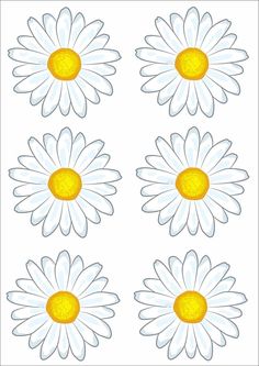 four different types of daisy flowers with white petals and yellow centers on each flower head