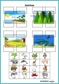 an animal life cycle worksheet for kids