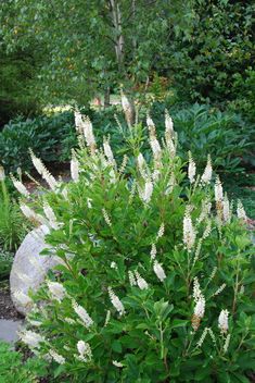 a bush with white flowers in the middle of a garden