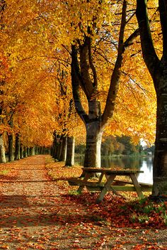 an empty park bench surrounded by trees with yellow leaves