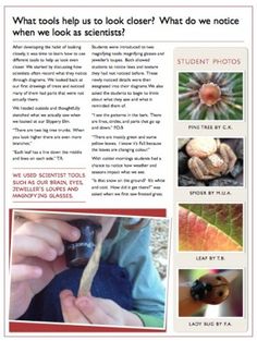 the article is about what tools to look for in an insect identification book, which includes pictures and text