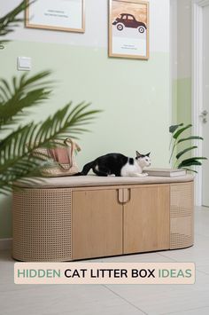 Our Poop Lounge is the perfect hidden litter box enclosure for small spaces and multi-cat households. The design conceals the litter box while keeping odors in check and is the best hidden litter box idea for your apartment cat and cat space. Modern and stylish, this litter box enclosure with storage blends with any decor and helps you maximize space without sacrificing style. If you are looking for ways to hide litter boxes and contain litter box smell, check it out at myshichic.com Ways To Hide Litter Boxes, Hide Litter Boxes, Cat Box Furniture, Apartment Cat, Cat Litter Box Ideas, Litter Box Ideas, Litter Box Smell, Hidden Litter Boxes, Cat Space