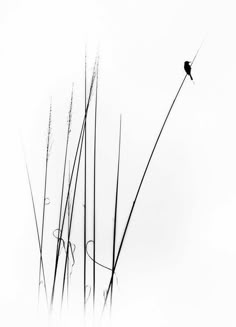 a black and white photo of tall grass with a bird on it's back