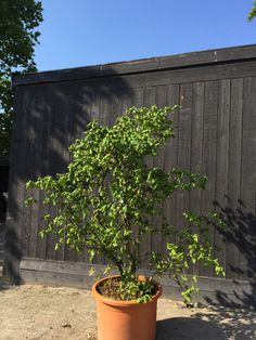 a potted plant in front of a wooden fence