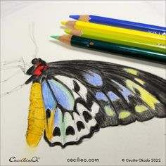 a drawing of a butterfly with colored pencils next to it