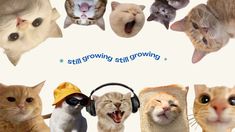 there are many cats with headphones on and one cat has its mouth wide open