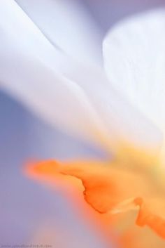 an orange and white flower is shown in close up view, with the petals blurred