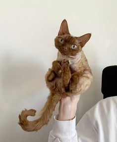 a person holding a cat up in the air with one paw on top of it