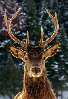 a deer with large antlers standing in the snow