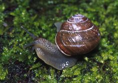 a snail is crawling on the mossy ground