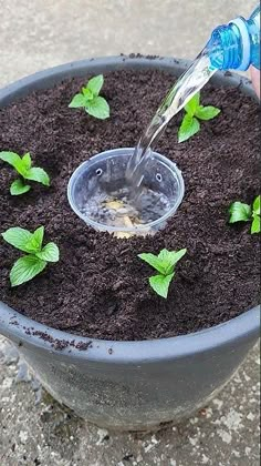 someone is pouring water into a pot filled with dirt and green leafy plant life