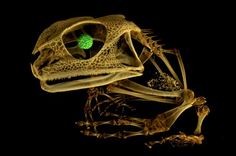 a frog skeleton sitting on top of a black surface with green light in it's eyes