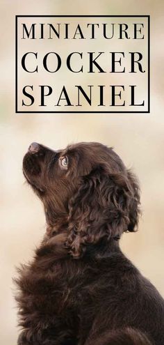 a dog looking up at the sky with text over it that reads miniature cocker spaniel