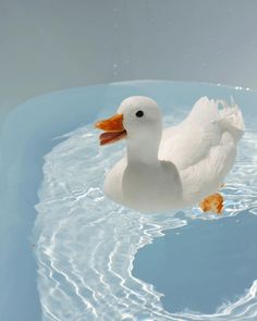 a white duck floating on top of a body of water