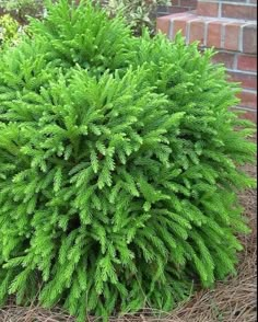 a small green plant in the middle of some grass