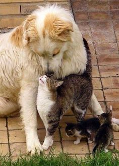 a dog and two kittens are playing together