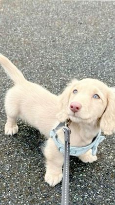 a small white dog with a leash on it's neck standing in the street