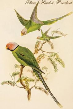 two green parrots sitting on top of a tree branch with leaves and flowers around them