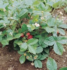 a plant with red berries growing in the dirt