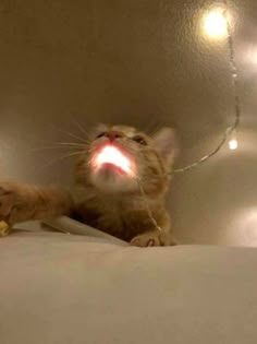 a cat is sitting in the bathtub with its head turned to look like it's glowing