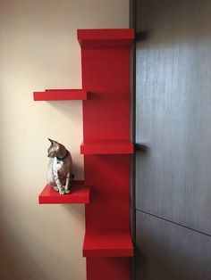 a cat sitting on top of a red shelf