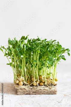 green sprouts growing out of the ground on a white surface with some roots sticking out