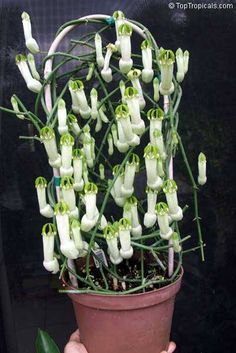 a potted plant with white flowers in it