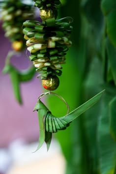 a bunch of bananas hanging from a plant with other fruits on it's stalk