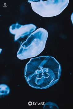 blue jellyfish swimming in the water together