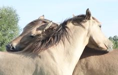 two horses standing next to each other in a field with trees and sky behind them