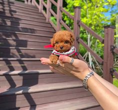 a small brown dog sitting on top of a wooden stair case next to a hand