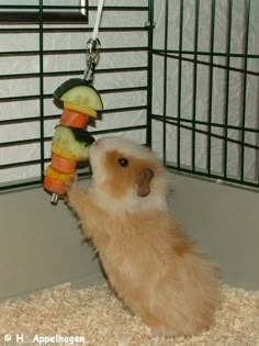 a hamster is playing with some food in its cage