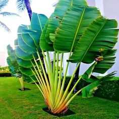 a large green leafy plant in the middle of a lawn with palm trees behind it