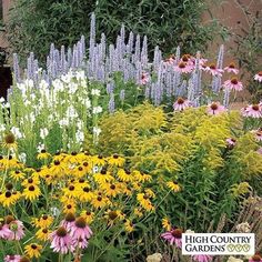 an assortment of wildflowers and grasses in a garden