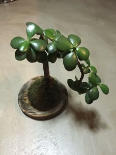 a small bonsai tree sitting on top of a table