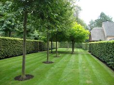 a row of trees sitting in the middle of a lush green field