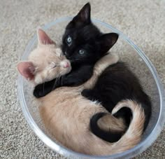 two kittens cuddle together in a plastic bowl