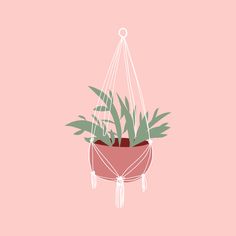 a potted plant hanging from a pink wall