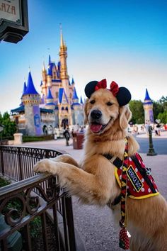 a dog is standing on its hind legs in front of a fence at disney world