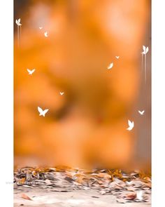 blurry image of white butterflies flying in the air over leaves and ground with orange background