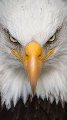 an eagle's head is shown with yellow eyes and white feathers, as well as the upper half of its face