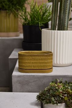 three potted plants sitting on top of cement blocks next to each other and one plant in the middle