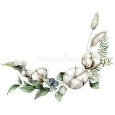 watercolor painting of cotton flowers and leaves on white background royalty illustration