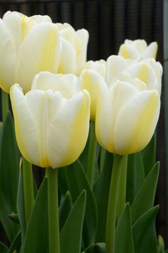 several white tulips with green stems in the foreground