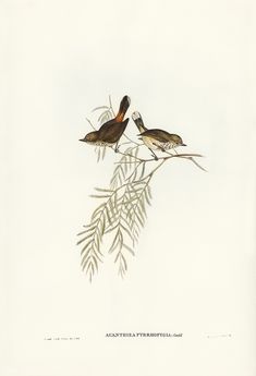 two birds sitting on top of a tree branch next to another bird in the air