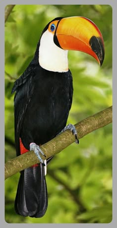 a toucan sitting on a tree branch in front of some leaves and trees