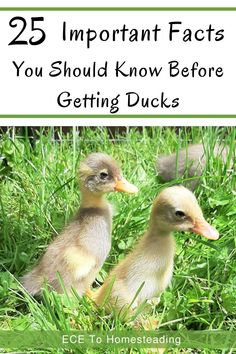 two ducks in the grass with text overlay that reads 25 important fact you should know before getting ducks