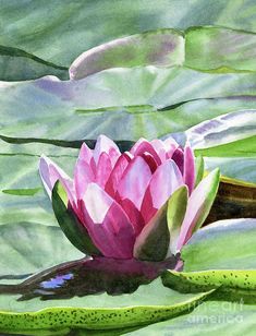 a painting of a pink waterlily in the pond