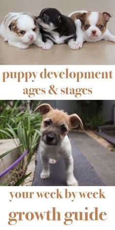 two puppies sitting next to each other in front of a sign that says puppy development ages & stages