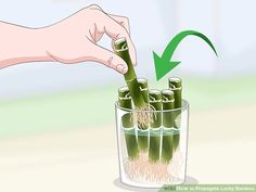 How to Propagate Lucky Bamboo: 14 Steps (with Pictures) - wikiHow Clumping Bamboo, Petunia Plant, Bamboo Stalks, Staghorn Fern, Bamboo Plant